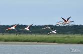 Flamingos alçam voo no Parque Nacional da Lagoa do Peixe, no sul do Rio Grande do Sul, entre a Lagoa dos Patos e o Oceano Atlântico